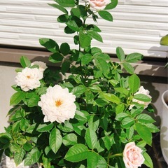 ミニバラの画像