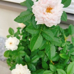 ミニバラの画像