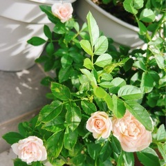 ミニバラの画像