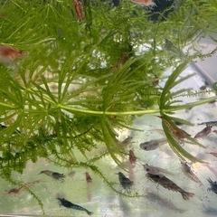 【受付終了】🐠チェリーシュリンプMIX 全長±1〜1.5㎝ 1匹40円 ウィローモス付き 【在庫30匹】No.04の画像