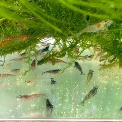 【受付終了】🐠チェリーシュリンプMIX 全長±1〜1.5㎝ 1匹40円 ウィローモス付き 【在庫30匹】No.04の画像