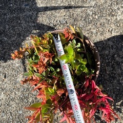 多肉植物　火祭り、不死鳥　500円の画像