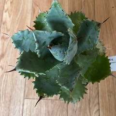 多肉植物　アガベ・イシスメンシス　1000円の画像