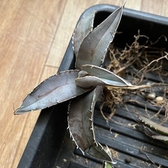 多肉植物　アガベ・チタノタ　抜き苗6本セット1000円の画像