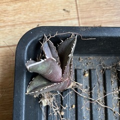 多肉植物　アガベ・チタノタ　抜き苗6本セット1000円の画像