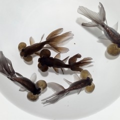 金魚　頂天眼の画像