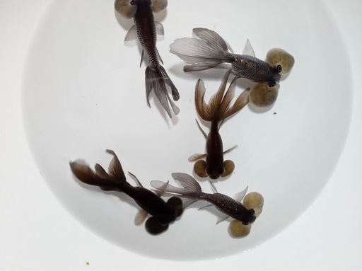 金魚　頂天眼