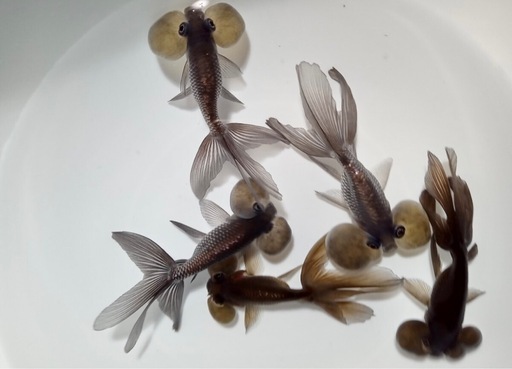 金魚　頂天眼