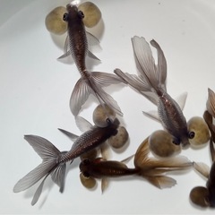 金魚　頂天眼の画像