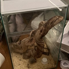 爬虫類ガラスケース　小動物やペット　　本日受け取り可能な方！の画像