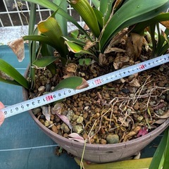 植物（5鉢まとめて）の画像