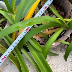 植物（5鉢まとめて）の画像