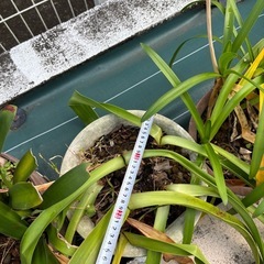 植物（5鉢まとめて）の画像