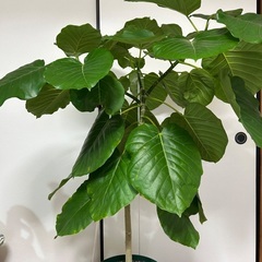 フィカス　ウンベラータの画像