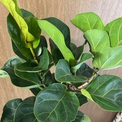 フィカス　バンビーノの画像