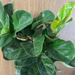 フィカス　バンビーノの画像