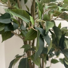 大型フェイクグリーン 観葉植物 いなざうるすの画像