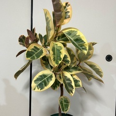 ゴムの木の画像