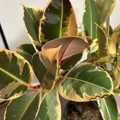 ゴムの木の画像