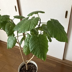 ウンベラータ　鉢植え　約117cmの画像