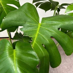 モンステラの画像