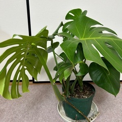 モンステラの画像