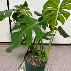 モンステラの画像