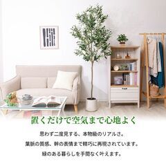 【新品同様】【大型】リアル 光触媒 フェイクグリーン  オリーブ 高さ約195cmの画像
