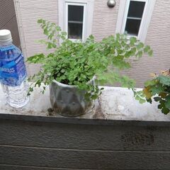 観葉植物アジアンタム 陶器製白色鉢入 秋に植替え済 新葉がたくさん出ています 取りに来ていただける方 受け渡し日時自由の画像