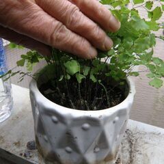 観葉植物アジアンタム 陶器製白色鉢入 秋に植替え済 新葉がたくさん出ています 取りに来ていただける方 受け渡し日時自由の画像