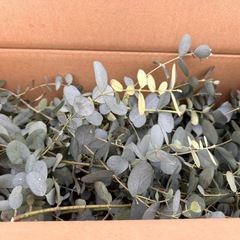 小さめの葉ユーカリ
の画像