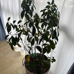 20年育てたガジュマルの画像