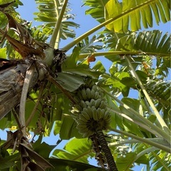 銀バナナ１房の画像