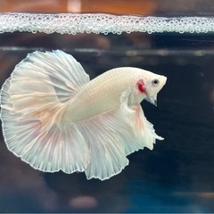 ハーフムーン　プラチナホワイト　オスの画像