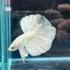 ハーフムーン　プラチナホワイト　オスの画像