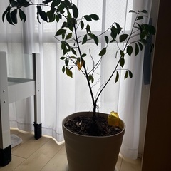 15年育てたガジュマルの画像