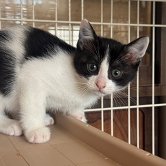 生後約3ヶ月女の子 白黒ちゃん・黒茶まだらちゃん