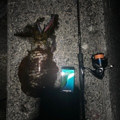 エギングロッド　リールの画像