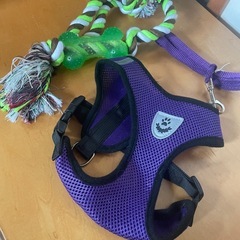 ペットハーネスMと犬用おもちゃの画像