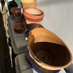 クレマチス トレリス。植木鉢各種の画像