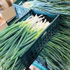 ネギ 500g  ¥200 の画像