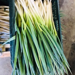 ネギ 500g  ¥200 の画像