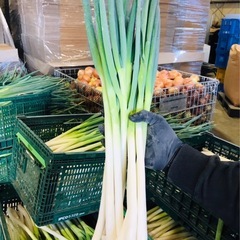 ネギ 500g  ¥200 の画像