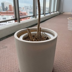 丸いプランターの画像