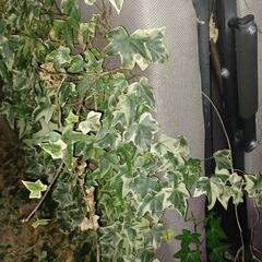 その１　ジャンクの家具などまとめて引き取ってくださる方の画像