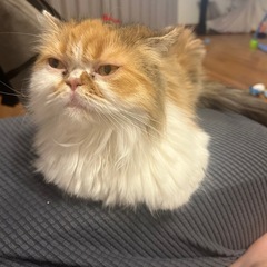 三毛猫　メス　避妊手術済　【純血統】長毛種