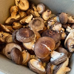 しいたけ　12/24までの画像