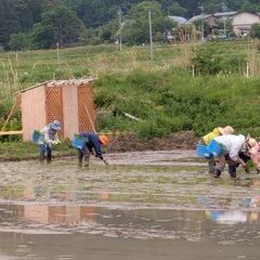 複数原料米(新米、古古米ミックス)の画像