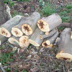 伐採した丸太差し上げます！ （薪ストーブ　焚き火　キャンプなどに）の画像