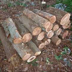 伐採した丸太差し上げます！ （薪ストーブ　焚き火　キャンプなどに）の画像